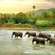 sri-lanka-best-places-to-visit-intro-paragraph-elephants